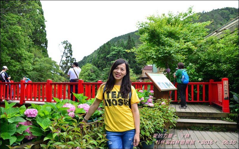 杉林48.jpg 杉林48.jpg