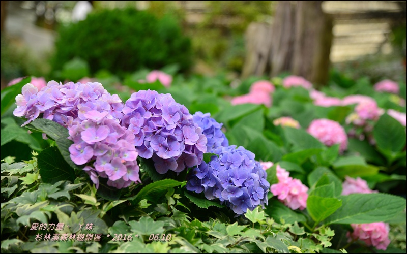 杉林45.jpg 杉林45.jpg