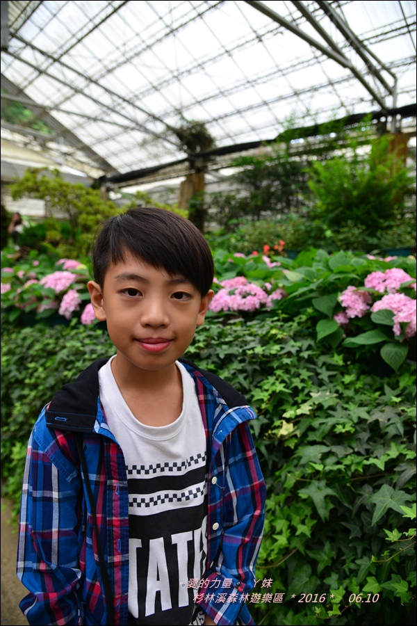 杉林47.jpg 杉林47.jpg