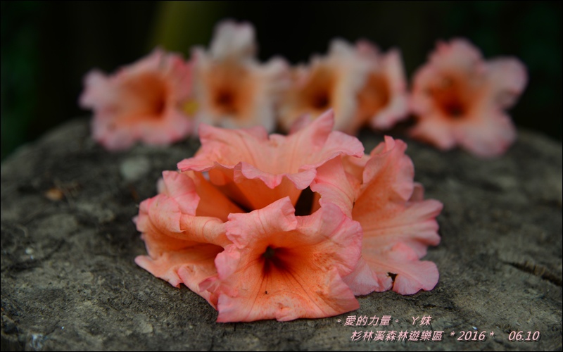 杉林49.jpg 杉林49.jpg