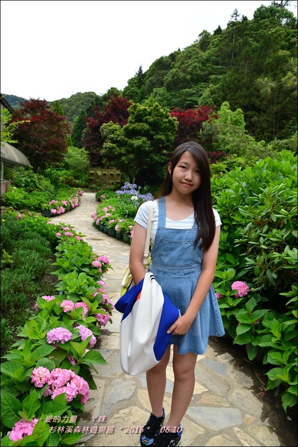 杉林53.jpg 杉林53.jpg