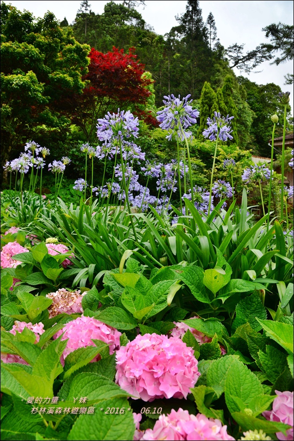 杉林57.jpg 杉林57.jpg