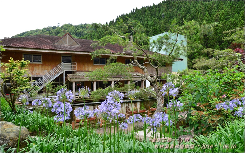 杉林58.jpg 杉林58.jpg