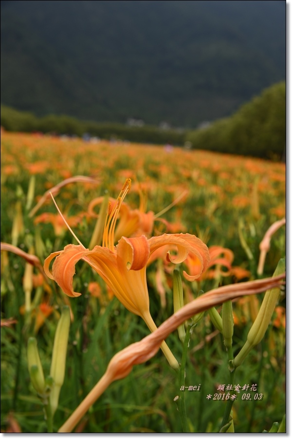 金針2.jpg 金針2.jpg