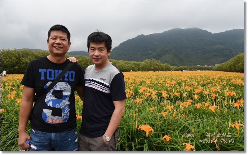 金針5.jpg 金針5.jpg