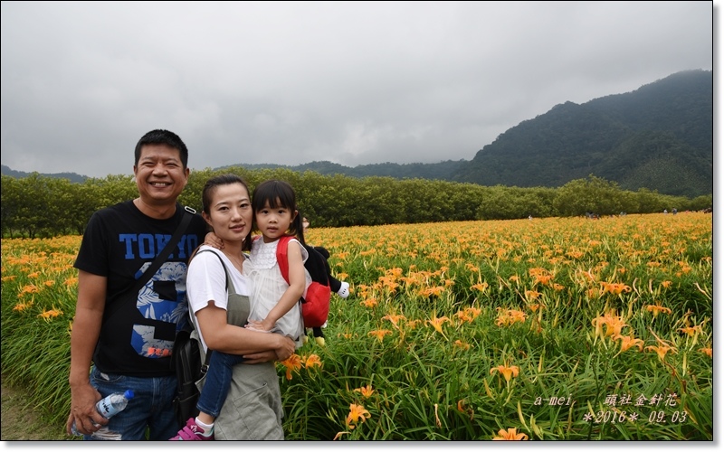 金針3.jpg 金針3.jpg