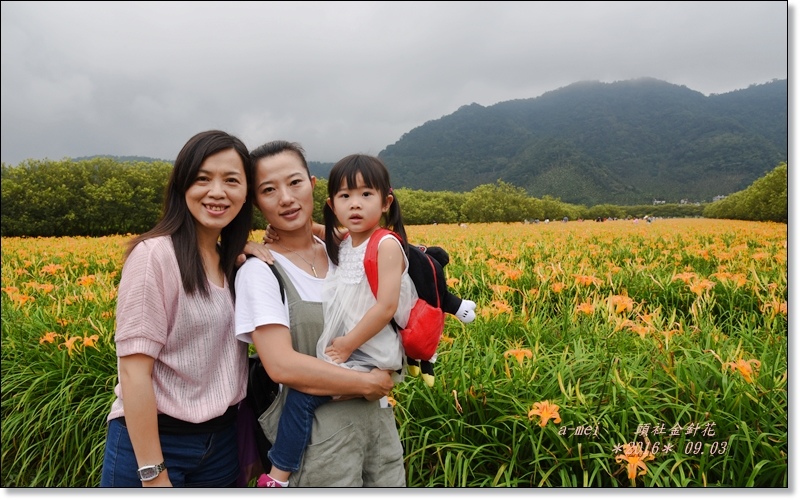 金針4.jpg 金針4.jpg