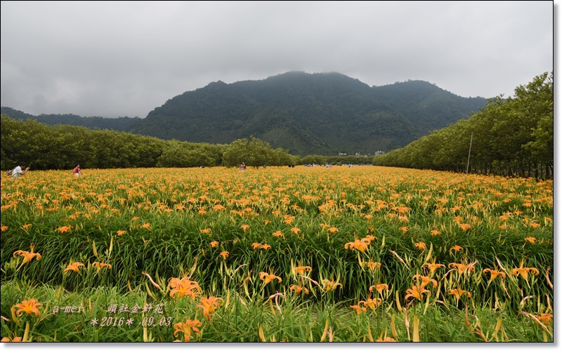 金針6.jpg 金針6.jpg