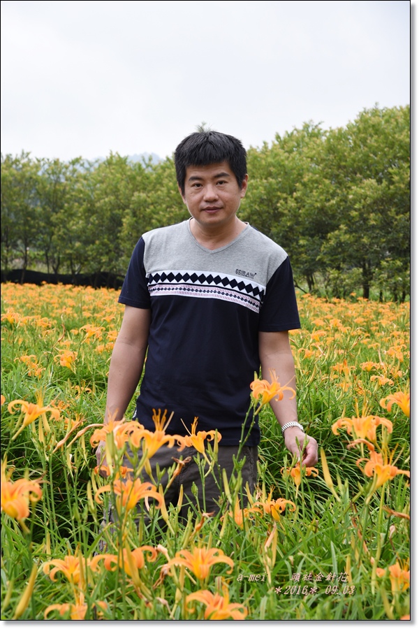 金針11.jpg 金針11.jpg