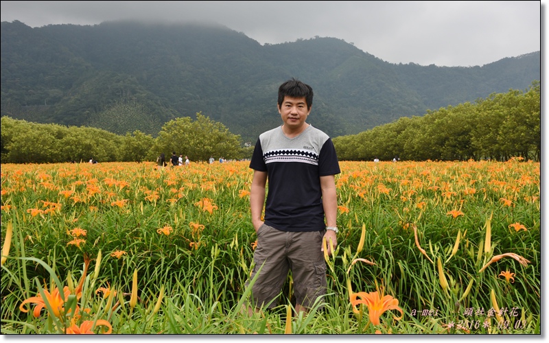 金針10.jpg 金針10.jpg