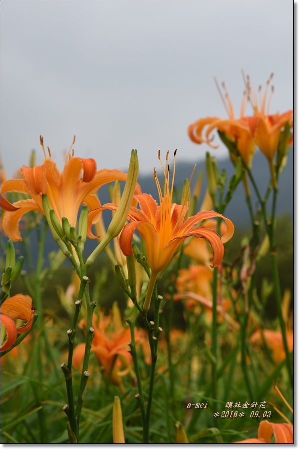 金針12.jpg 金針12.jpg