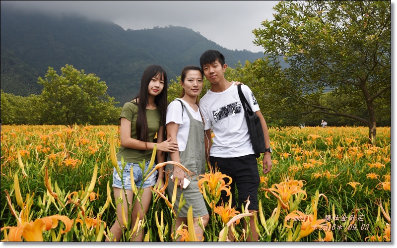 金針13.jpg 金針13.jpg