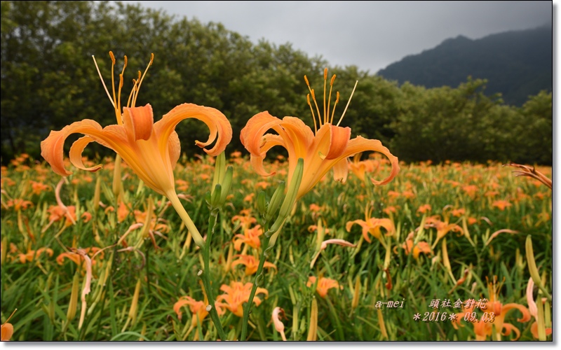 金針14.jpg 金針14.jpg