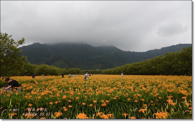 金針16.jpg 金針16.jpg