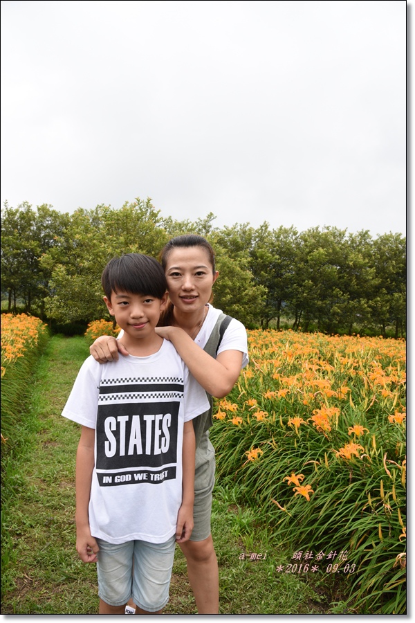 金針18.jpg 金針18.jpg