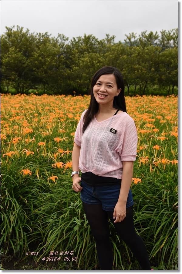 金針23.jpg 金針23.jpg