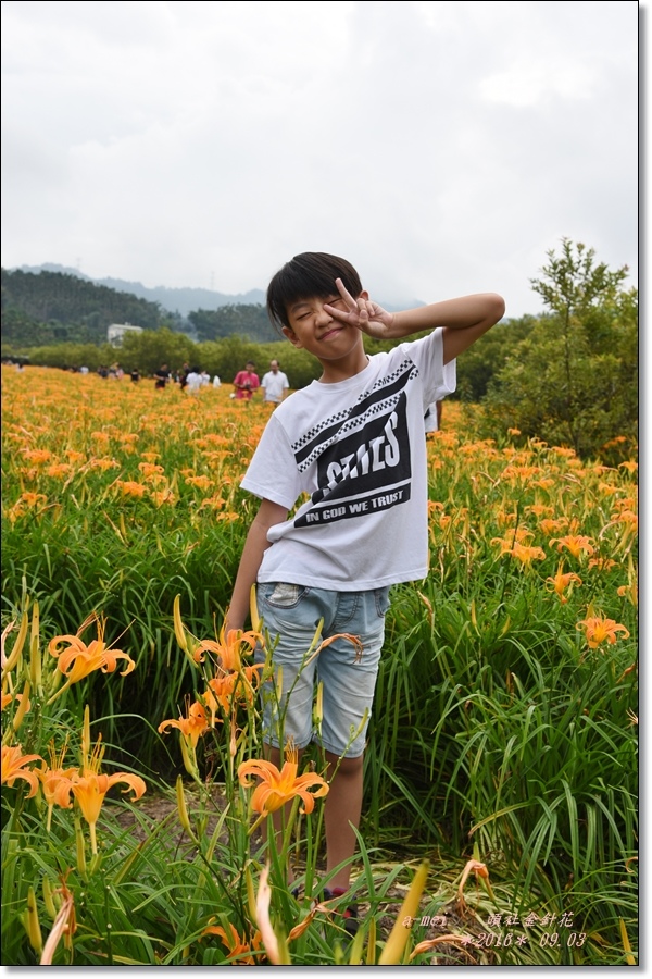 金針22.jpg 金針22.jpg