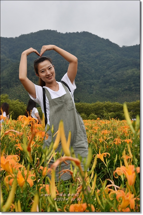 金針27.jpg 金針27.jpg