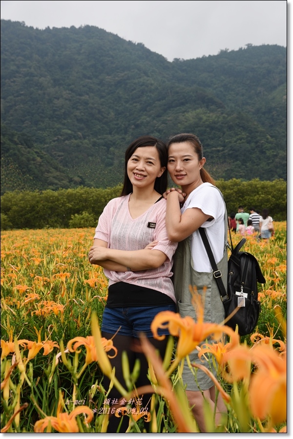 金針26.jpg 金針26.jpg