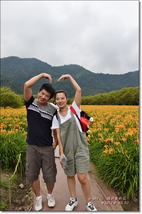 金針29.jpg 金針29.jpg