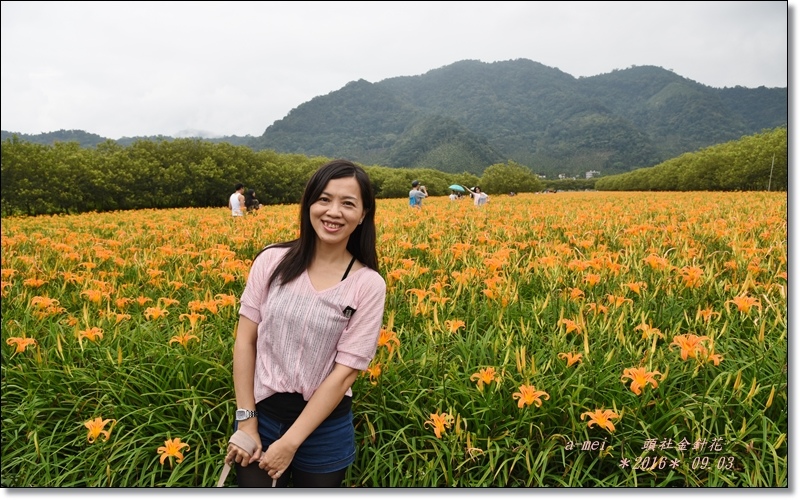 金針33.jpg 金針33.jpg