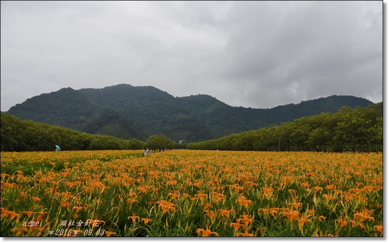 金針34.jpg 金針34.jpg