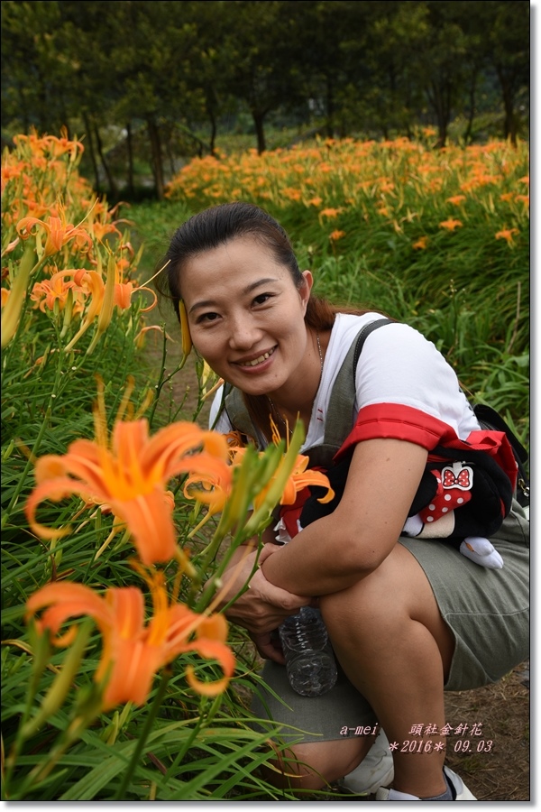 金針31.jpg 金針31.jpg