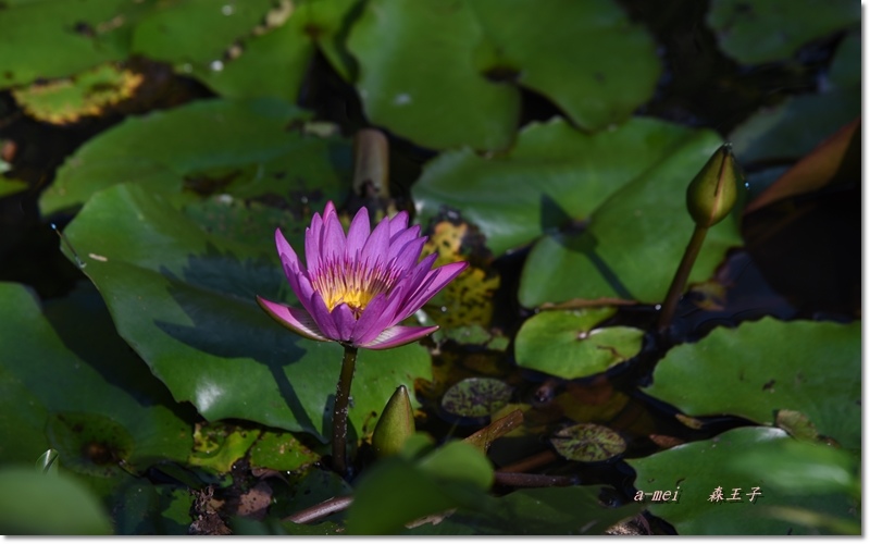 王子11.jpg 王子11.jpg