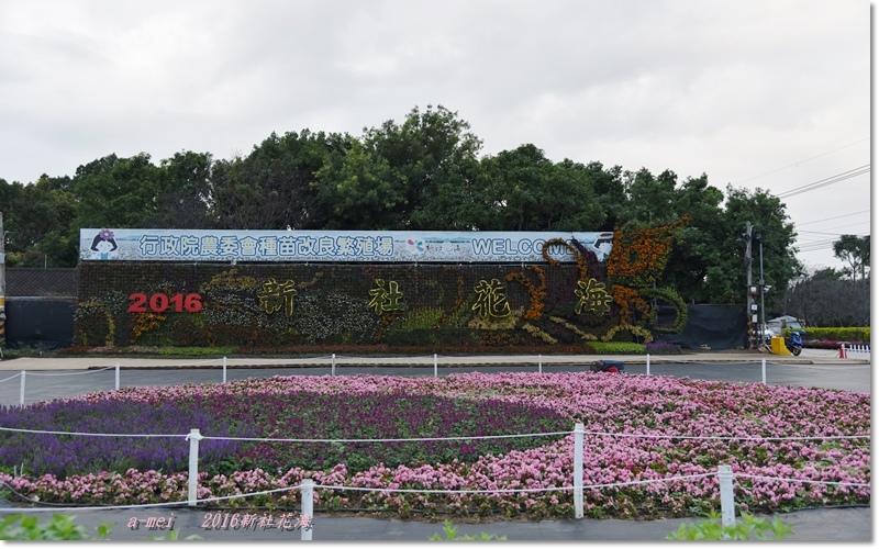 花海1.jpg 花海1.jpg