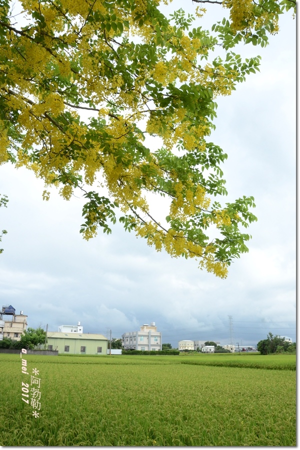阿勃勒1.jpg 阿勃勒1.jpg