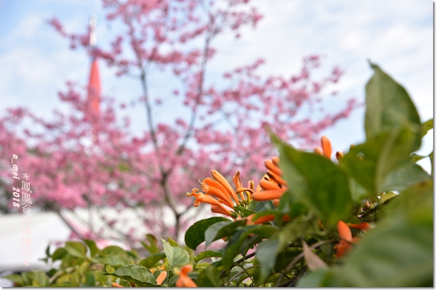 櫻花2.jpg 櫻花2.jpg