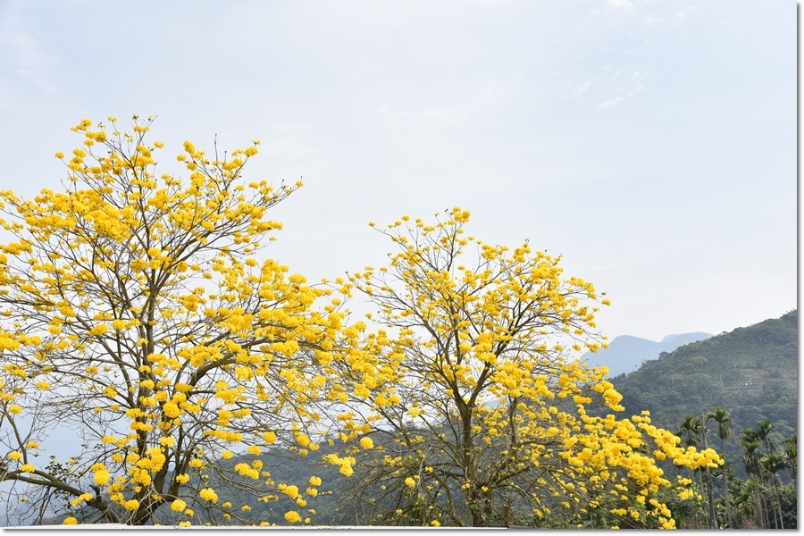 黃花1.jpg 黃花1.jpg