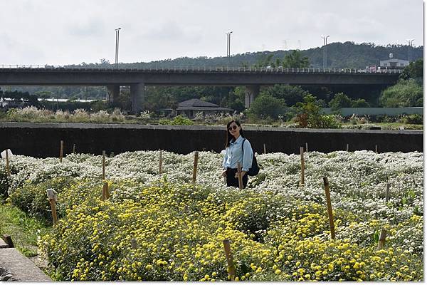 杭菊.jpg