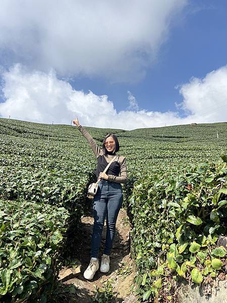 奮起湖 明芳茶園
