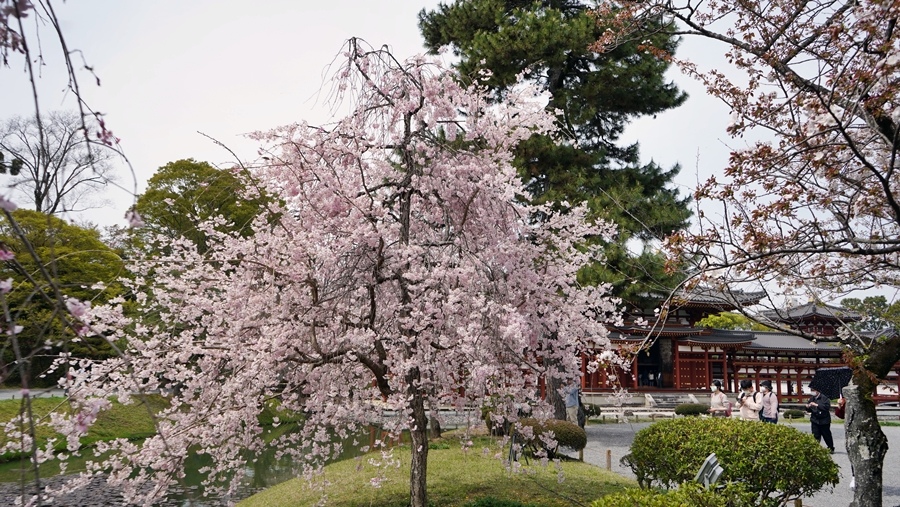 [宇治] &[石清水八幡宮] 快閃一日遊