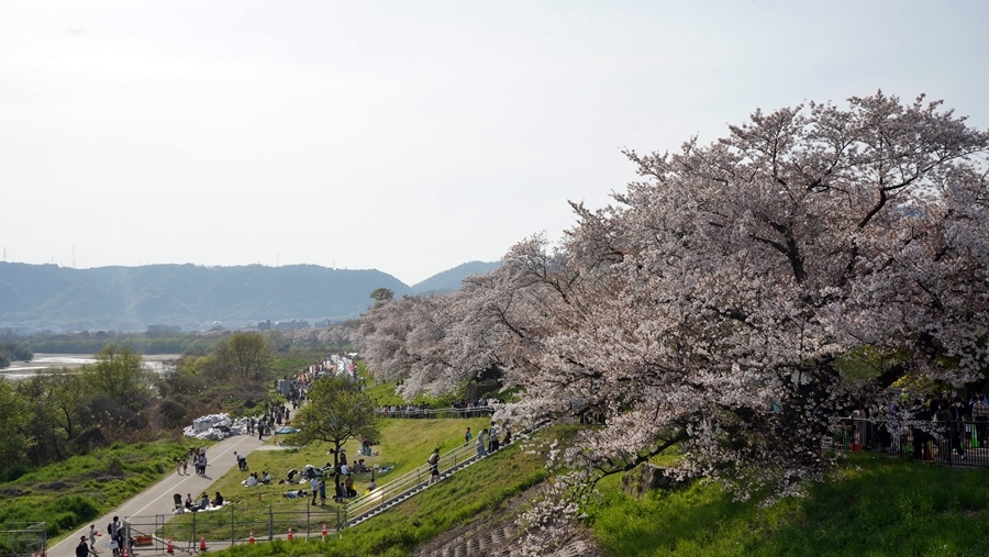 [宇治] &[石清水八幡宮] 快閃一日遊