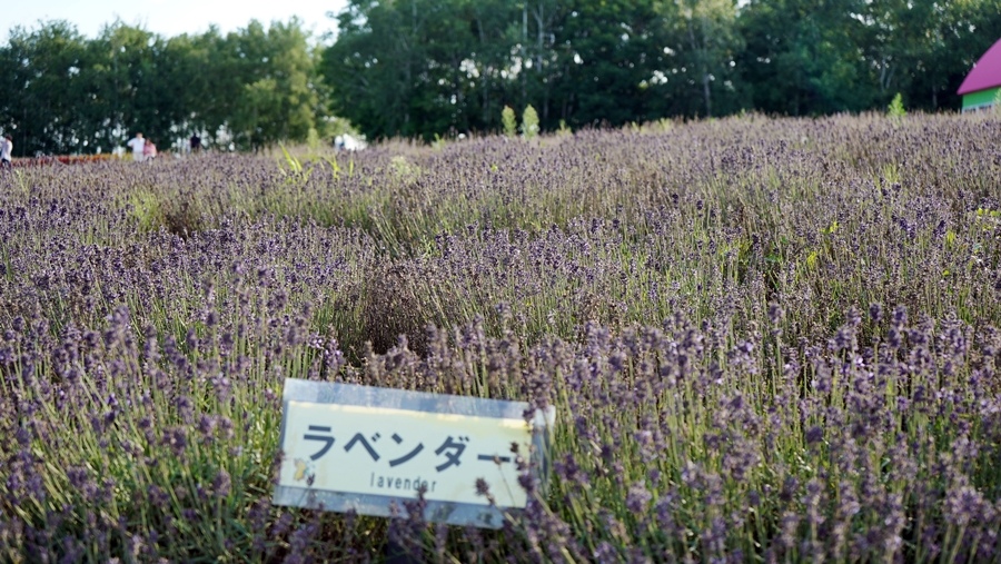 我在美瑛の記憶