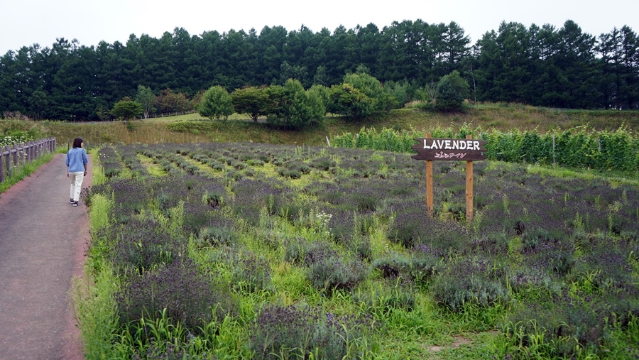 夏天の富良野味道