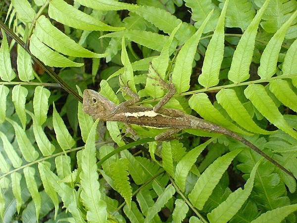 變溫動物  攀木蜥蝪