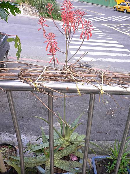 難得一見蘆薈開花