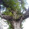 50年老榕樹