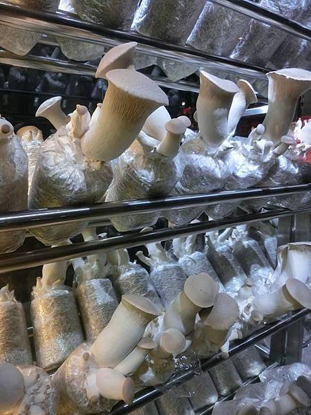 牆杏鮑菇-1.jpg 牆杏鮑菇-1.jpg