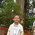 箱根神社古樹