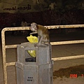 猴子檢垃圾