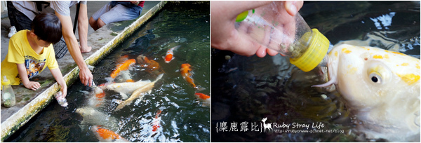 奶瓶餵魚.jpg 奶瓶餵魚.jpg