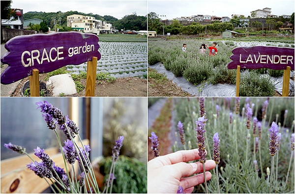 香草田.jpg 香草田.jpg