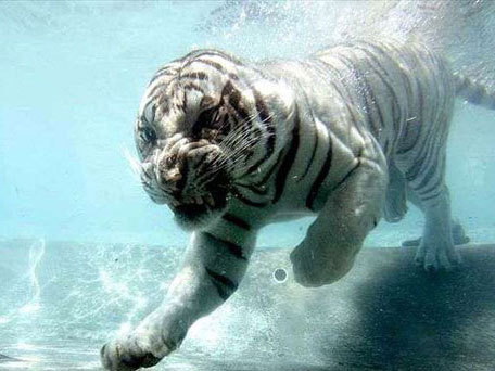 極為罕見的水中白虎-4.jpg