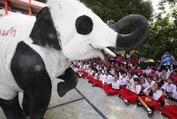 世界最大隻的熊貓-1.jpg
