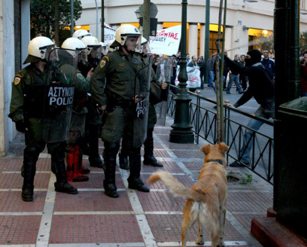 希臘暴動犬 Riot-dog-3.jpg