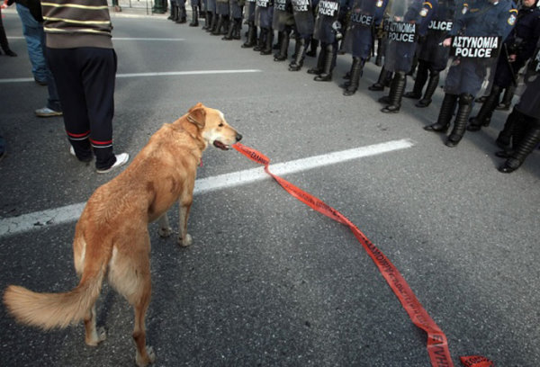 希臘暴動犬 Riot-dog-4.jpg